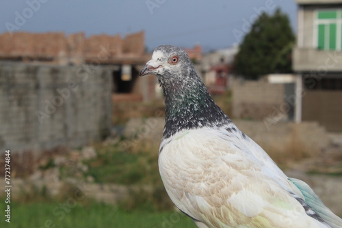 close up of a pigeon