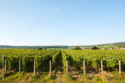 Champagne vineyards at Dizy near Epernay, Marne, France