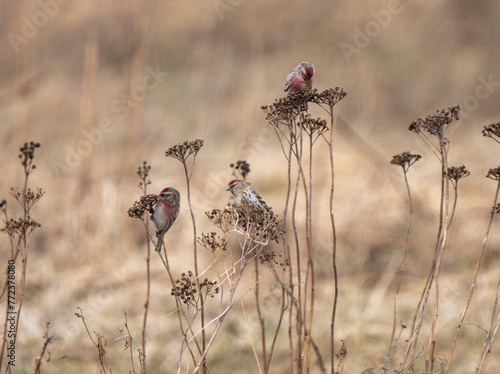 The common redpoll or mealy redpoll (Acanthis flammea) on a blade of grass. photo