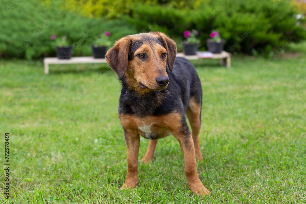 A small smooth-haired dog stands on the grass. Dog in summer. Dog with floppy ears. A small smooth-haired dog stands on the grass. Dog in summer. Dog with floppy ears.