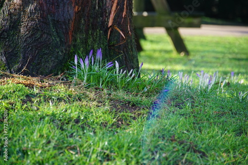 Spring is coming to UK, crocus growing in February 2024, Abbey Gardens Bury St Edmunds