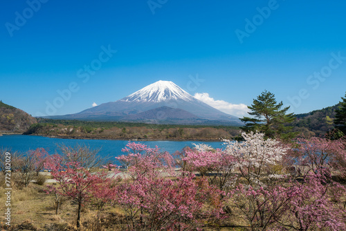 Mt. Fuji during spring season at Lake Shojiko, Yamanashi, Fujikawaguchiko, Japan