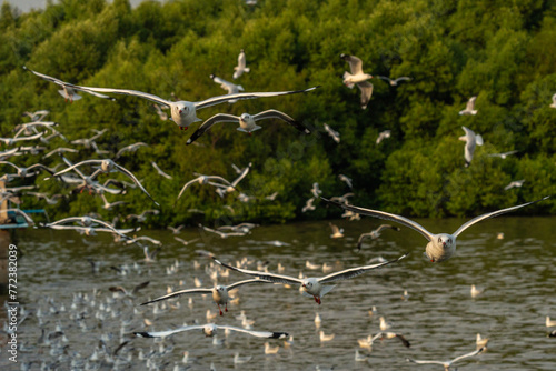 Migratory seagulls against the backdrop of lush mangrove forests at Bangpu Recreation Center, Samut Prakan, Thailand. seasonal spectacle unfolds between November and April. 