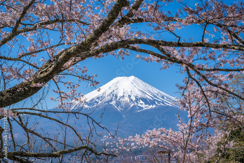 Mount Fuji framed by cherry blossoms in the foreground at the Arakura Sengen Shrine in Fujiyoshida ,Yamanashi Prefecture, Japan