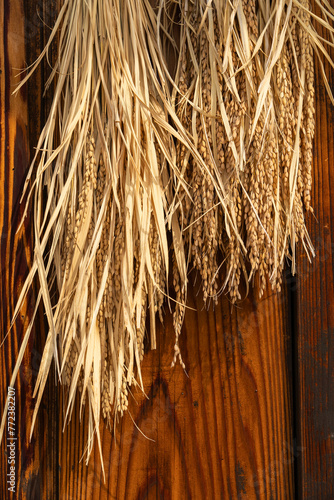 Close up of golden brown dried rice grains hanging on the wooden wall in Jaapan rural.