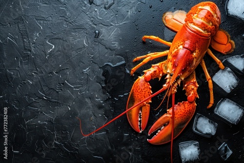 A beautiful red lobster lying on ice and on a black or dark background with space for inscriptions or logo photo