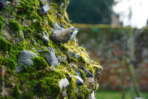 Moss on the old stone wall, Abbey Gardens, UK, Suffolk February 2024