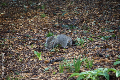 Grey Squirrel searching in the park, UK, Suffok