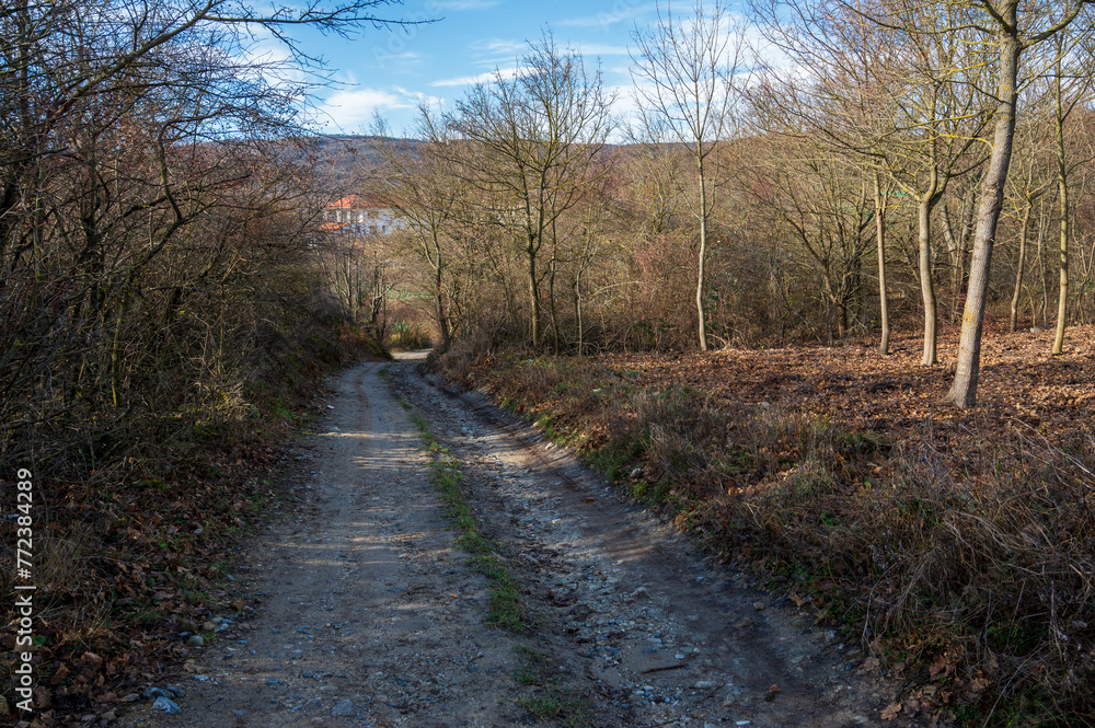 Unpaved road in the forest with fallen leaves. Autumn. Unpaved road in the forest with fallen leaves. Autumn.