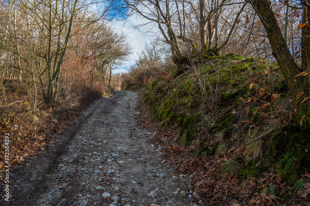Unpaved road in the forest with fallen leaves. Autumn. Unpaved road in the forest with fallen leaves. Autumn.
