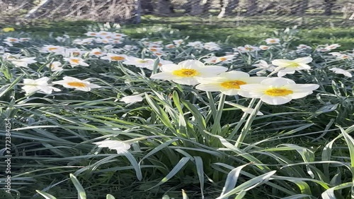 Vertical video of daffodils in Scotland in April.