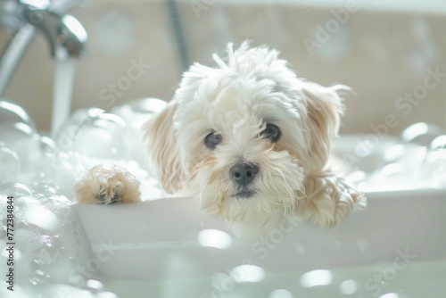 Maltese puppy in bathtub with foam and soap bubbles. pets grooming and cleaning concept