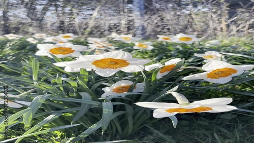 Vertical video of daffodils in Scotland in April.