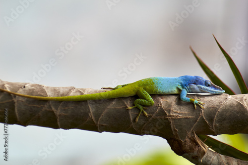 chameleon