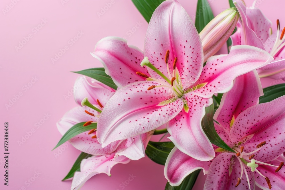 Beautiful lily flowers bouquet on a pink background. Big bunch of fresh fragrant lilies purple background