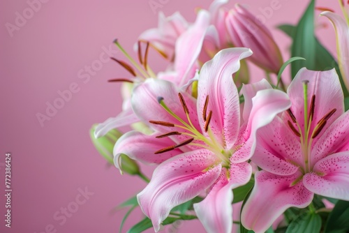 Beautiful lily flowers bouquet on a pink background. Big bunch of fresh fragrant lilies purple background © Anna