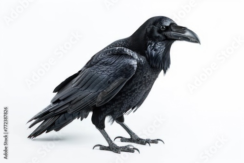 Black raven isolated on white background