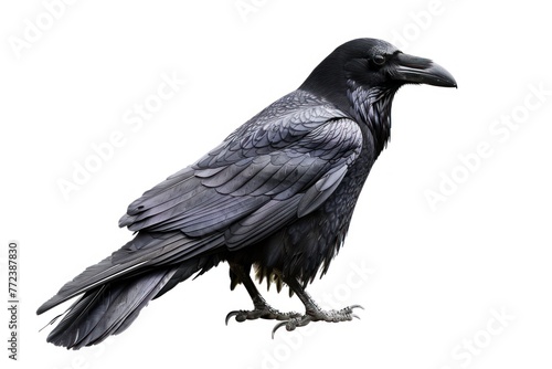 Black raven isolated on white background