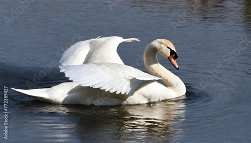 A Swan With Its Wings Tucked In Gliding Silently  2