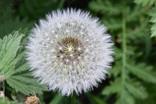 Dandelion