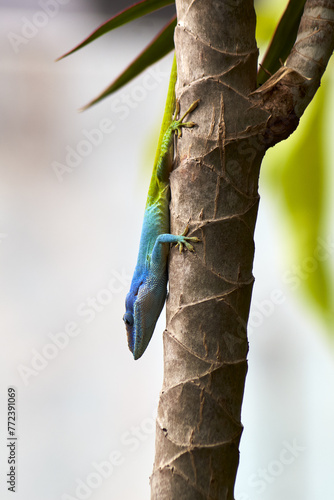chameleon