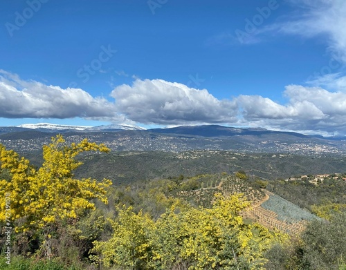 Provence landscape at springtime with yellow, blooming mimosa trees