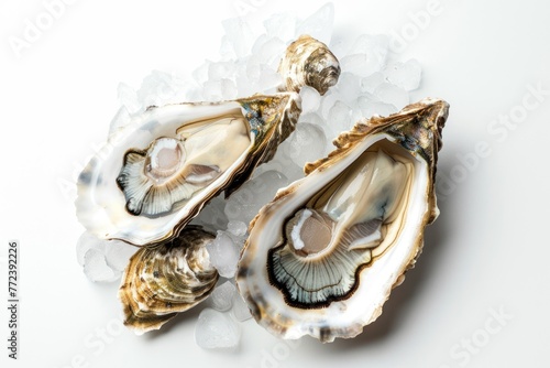 Freshly opened oyster with ice isolated on white background. Sea shell concept