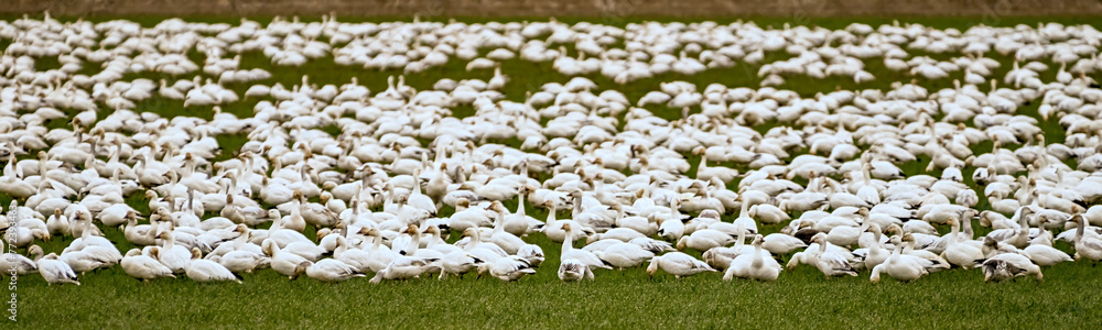 Many Snow Geese in a field of grass feeding Many Snow Geese in a field of grass feeding