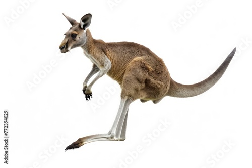 Jump funny Kangaroo isolated on a white background
