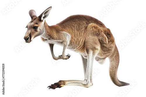 Jump funny Kangaroo isolated on a white background