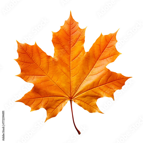 Orange maple leaf isolated on transparent background  PNG available