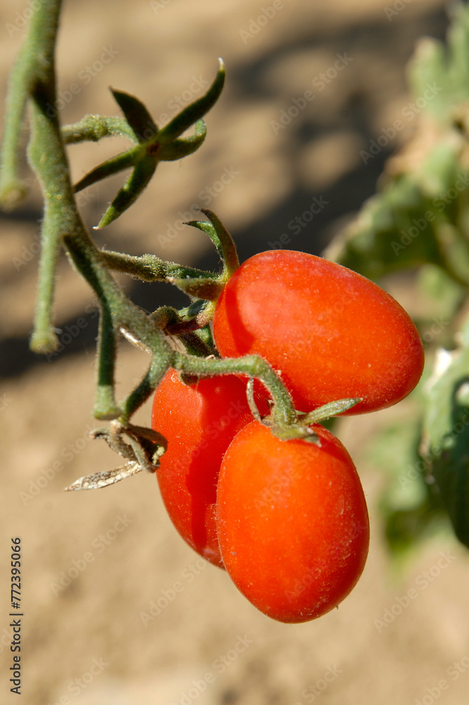 Solanum lycopersicum 'Aligoté' , Tomate