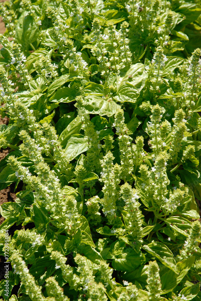 Ocymum basilicum 'à feuille de laitue' , Basilic Ocymum basilicum 'à feuille de laitue' , Basilic