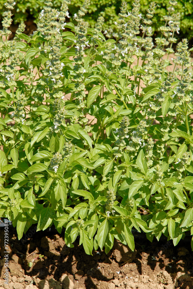 Ocymum basilicum 'Citron' , Basilic Ocymum basilicum 'Citron' , Basilic