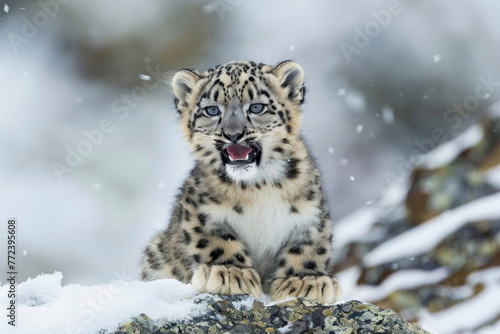 A playful snow leopard cub with a mischievous grin and big, blue eyes