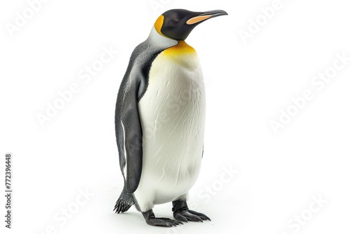 Penguin isolated on white background