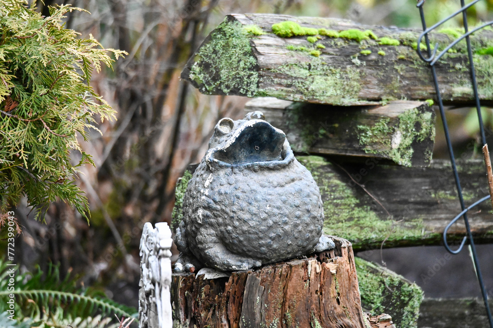 Fototapeta premium Garden Frog