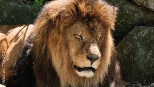 Closeup footage of a Barbary lion lying down by big rocks in the enclosure in the zoo on a sunny day