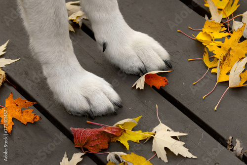 Εκτύπωση καμβά Leaves of bright and vibrant colors around furry canine paws