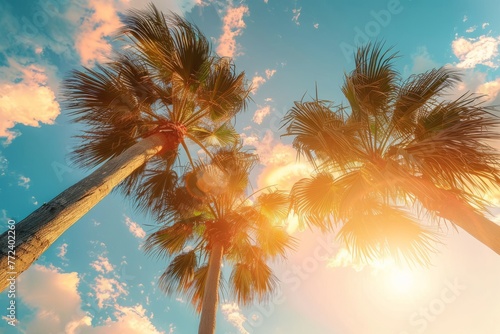 low angle view of exotic palm tree against blue sky  spring  summer background