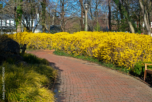 A yellow line of Forsythia bushes in an early springtime growth spurt, on a clear and sunny afternoon -02