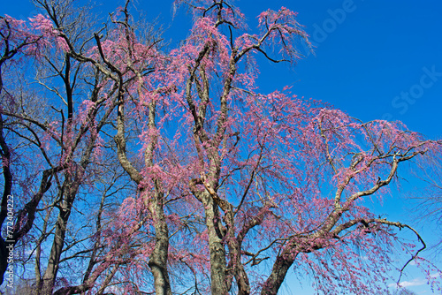 Cherry blossoms tree starting to bloom in early springtime at Holmdel Park, New Jersey -20