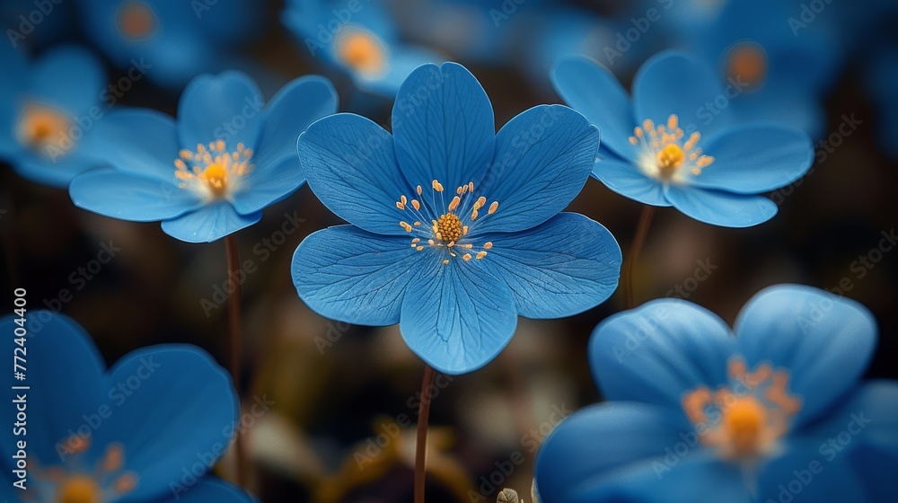 A cluster of blue blooms with yellow centers, surrounded by petals with yellow stamens A cluster of blue blooms with yellow centers, surrounded by petals with yellow stamens