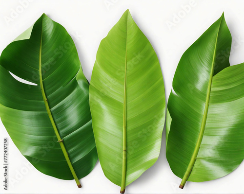 Banana leaves,cut out on white background