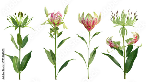 Gloriosa Lily Digital Art in 3D  Vibrant and Colorful Flower Illustration with Transparent Background for Summer Garden Designs