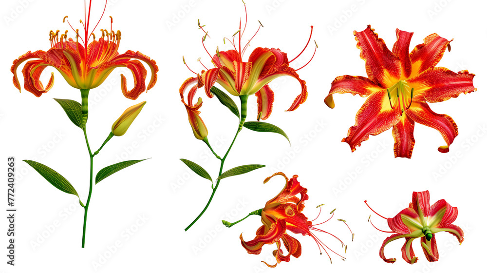 Gloriosa Lily Digital Art in 3D: Vibrant and Colorful Flower Illustration with Transparent Background for Summer Garden Designs