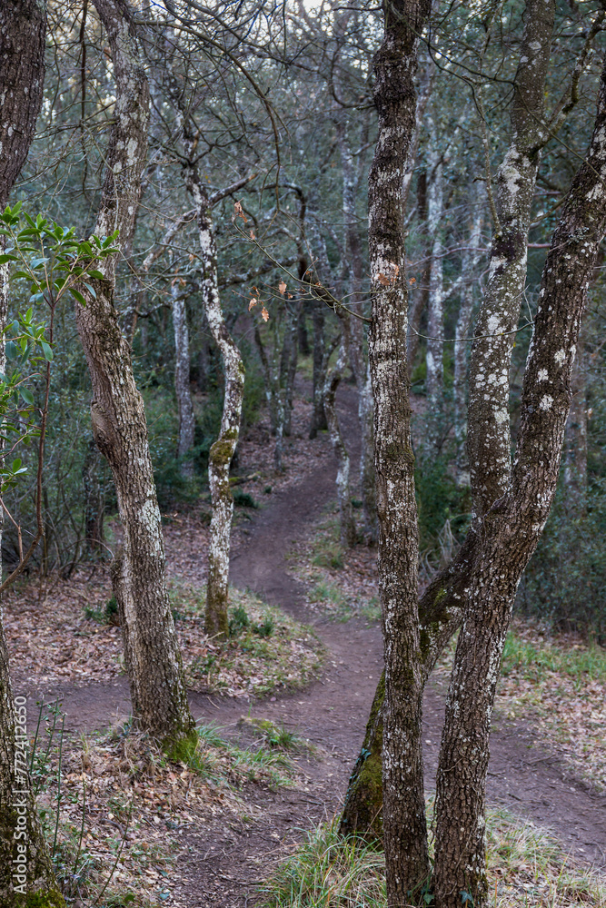Path between trees in botanical forest, Miranda de Ebro, Spain. Path between trees in botanical forest, Miranda de Ebro, Spain.