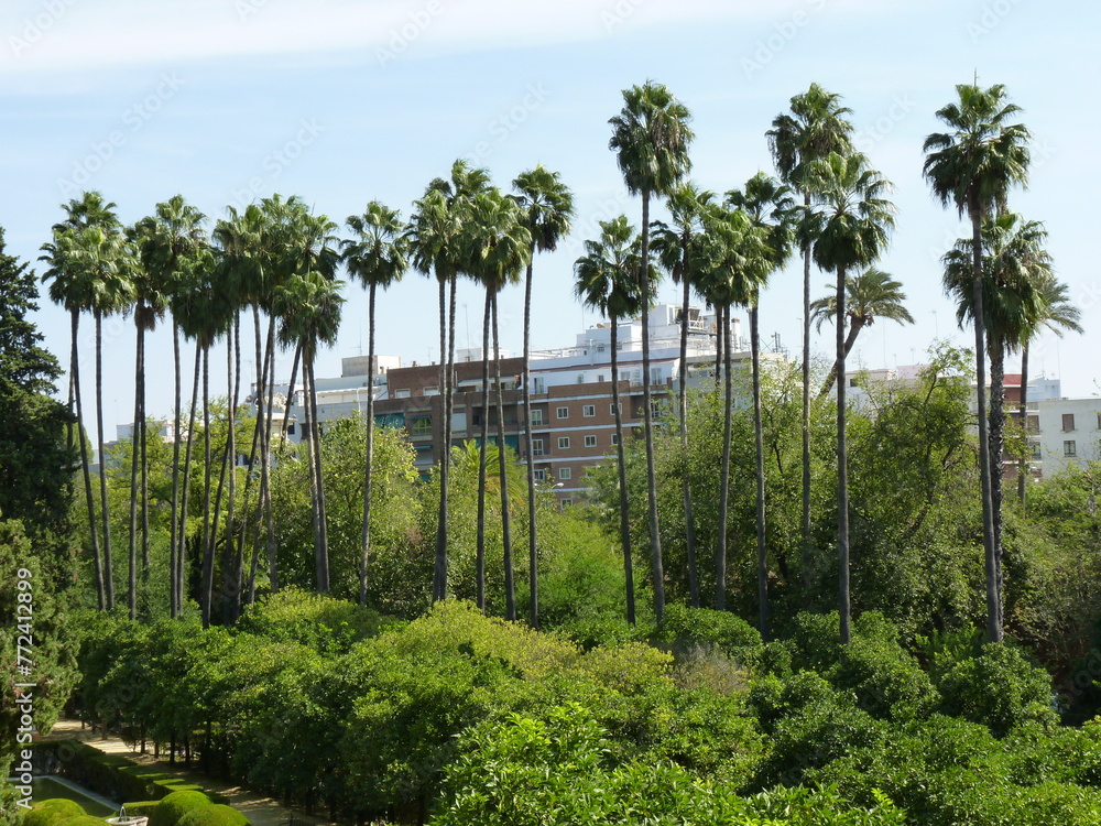 Fototapeta premium Alignement de palmiers