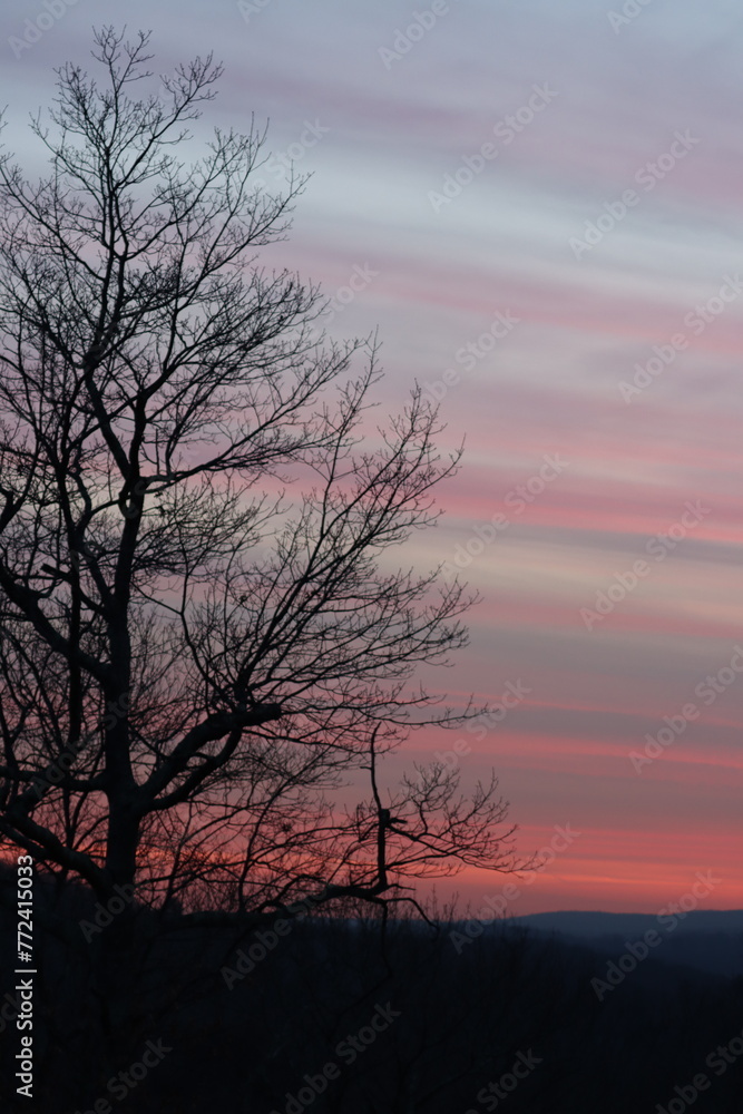 Silhouette of a leafless tree against a sunset sky Silhouette of a leafless tree against a sunset sky