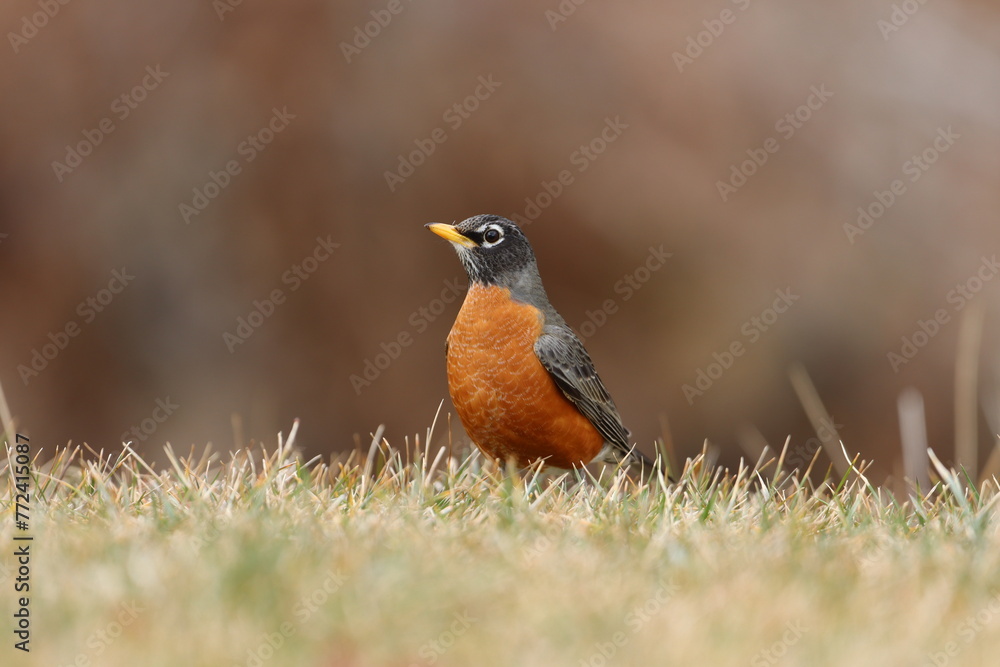 An attentive American robin in early springtime An attentive American robin in early springtime